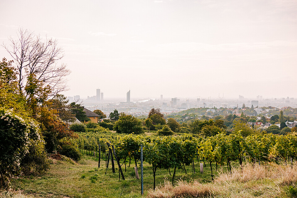 Vienna Nussberg View of the city of Vienna from above, with the Nussberg vineyards at the front.